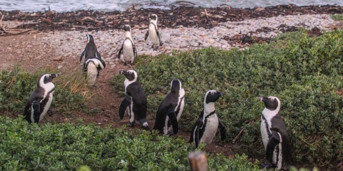 Cape Town: Hermanus Land Based Whale Watching Tour - Whats Included and Excluded