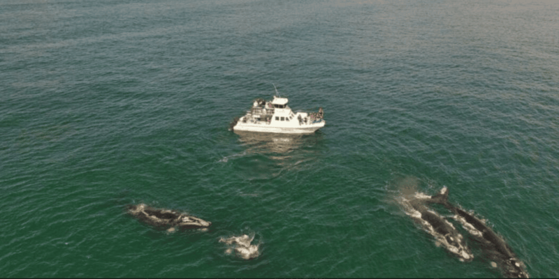 Cape Town: Hermanus Whale Watching Full Day Adventure - Transportation and Inclusions