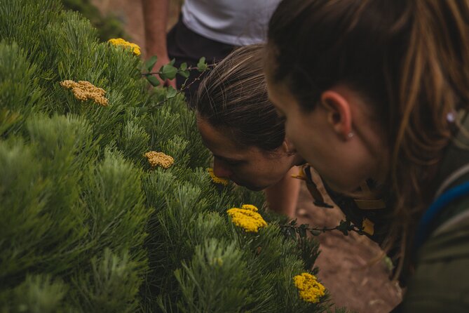 Cape Town: Magical Lions Head Hike - Inclusions and Pricing