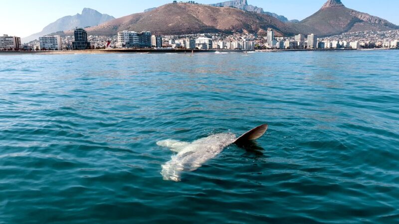 Cape Town: Marine Big 5 Ocean Safari From V&A Waterfront - Good To Know