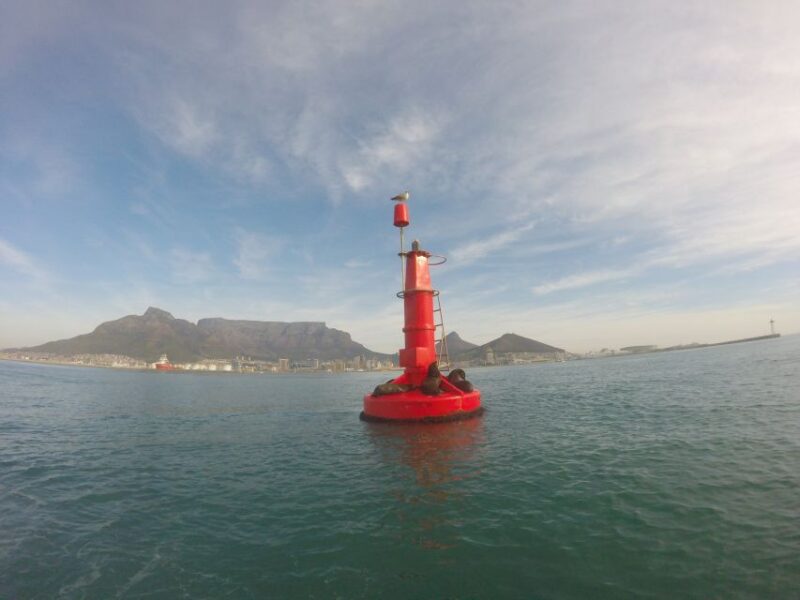 Cape Town: Marine Big 5 Ocean Safari From V&A Waterfront - Tour Highlights
