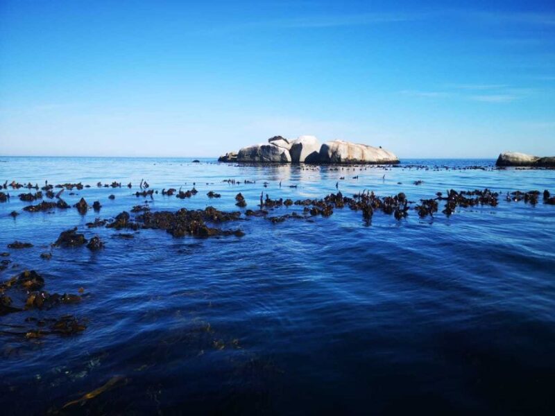 Cape Town: Marine Big 5 Ocean Safari From V&A Waterfront - Marine Life Observation