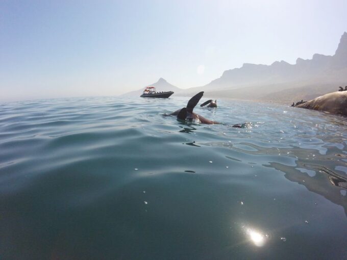 Cape Town: Marine Big 5 Ocean Safari From V&A Waterfront - Scenic Coastal Views