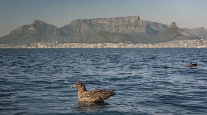 Cape Town: Marine Wildlife Tour From the V&A Waterfront - Good To Know