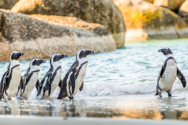 Cape Town: Penguin Watching at Boulders Beach Half Day Tour - Good To Know