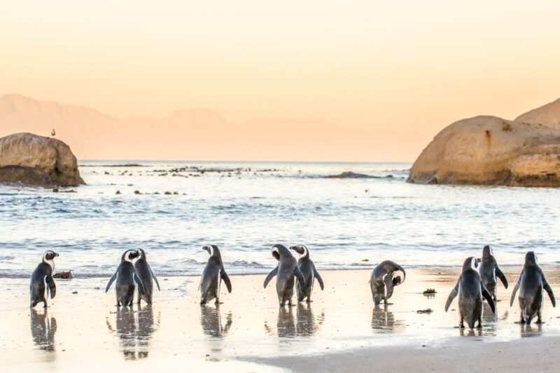 Cape Town: Penguin Watching at Boulders Beach Half Day Tour - Itinerary and Highlights