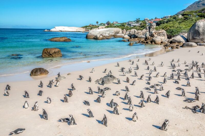 Cape Town: Penguin Watching at Boulders Beach Half Day Tour - Observing African Penguins