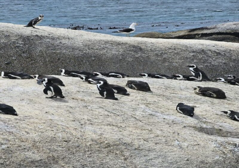 Cape Town: Penguin Watching at Boulders Beach Half Day Tour - Tour Overview and Pricing