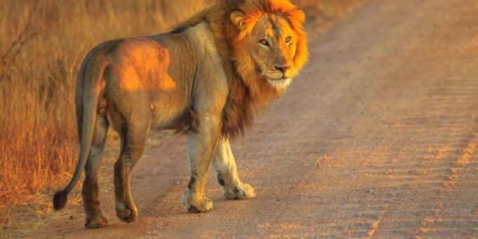 Cape Town: Private Aquila Reserve Safari With Winery Lunch - Frequently Asked Questions