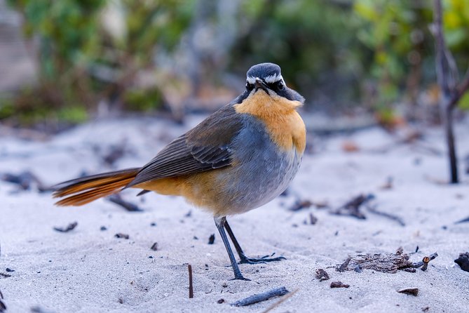 Cape Town Private Birding Tour - Tour Inclusions and Fees