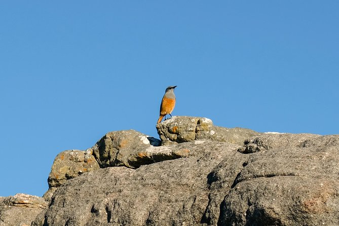 Cape Town Private Birding Tour - Birding Highlights and Sightings