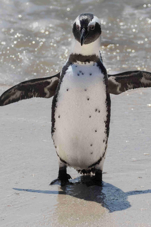 Cape Town: Private Cape of Good Hope and Boulders Beach Tour - Tour Overview and Pricing