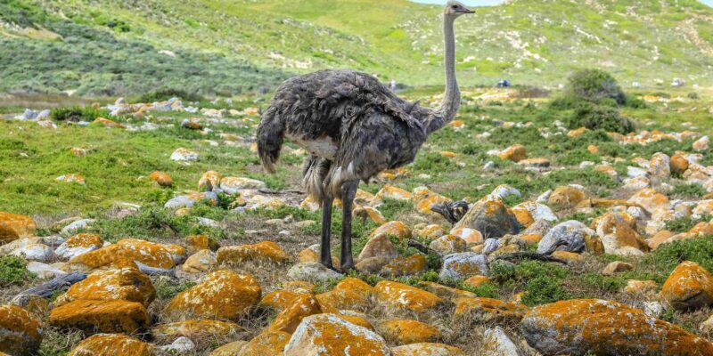 Cape Town: Private Cape of Good Hope and Boulders Beach Tour - Experience and Accessibility