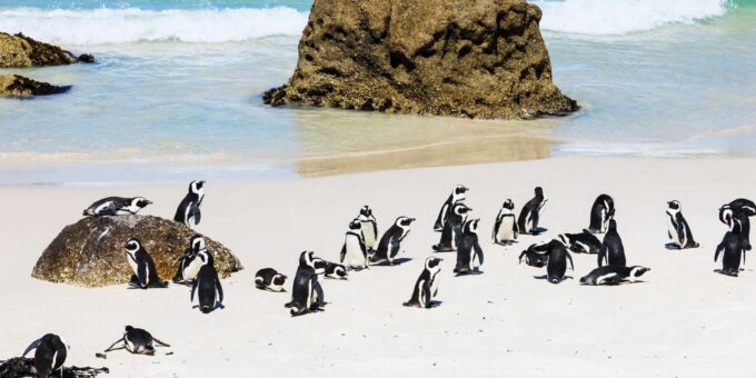 Cape Town: Private Cape of Good Hope and Boulders Beach Tour - Exploring Cape Point and Penguins