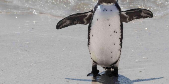 Cape Town: Private Cape of Good Hope and Boulders Beach Tour - Frequently Asked Questions