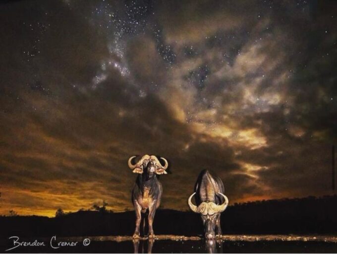 Cape Town: Private Safari at Aquila Game Receive - Important Booking Details