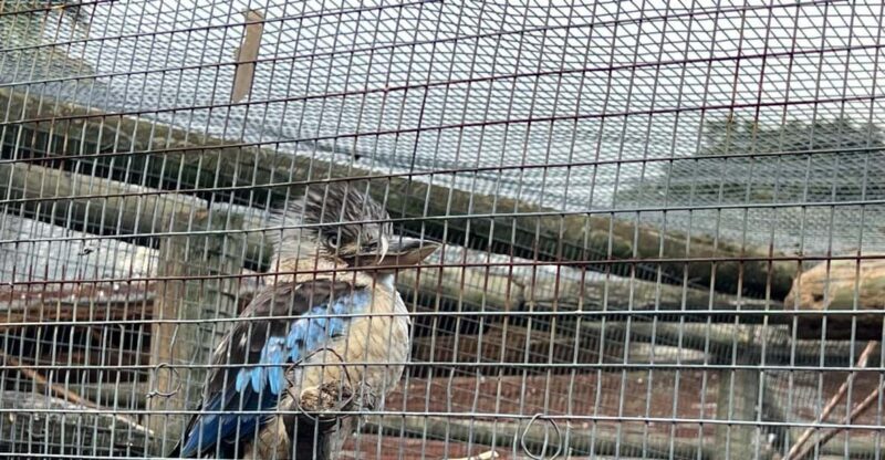 Cape Town Private World of Birds Tour With Over 3000 Birds. - Good To Know