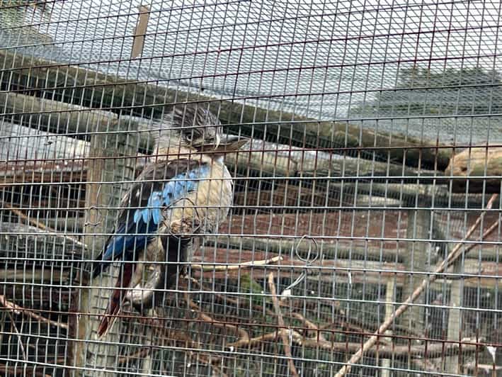 Cape Town Private World of Birds Tour With Over 3000 Birds. - Experience Highlights