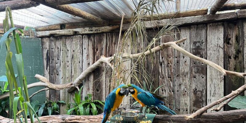 Cape Town Private World of Birds Tour With Over 3000 Birds. - Inclusions and Exclusions