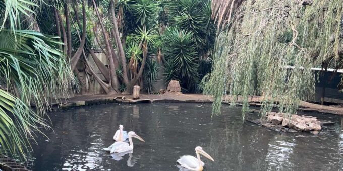 Cape Town Private World of Birds Tour With Over 3000 Birds. - Visiting World of Birds