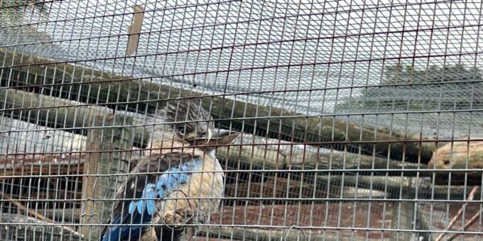 Cape Town Private World of Birds Tour With Over 3000 Birds. - Frequently Asked Questions