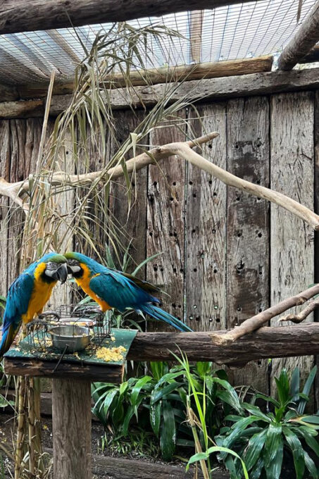 Cape Town Private World of Birds Tour With Over 3000 Birds. - The Sum Up