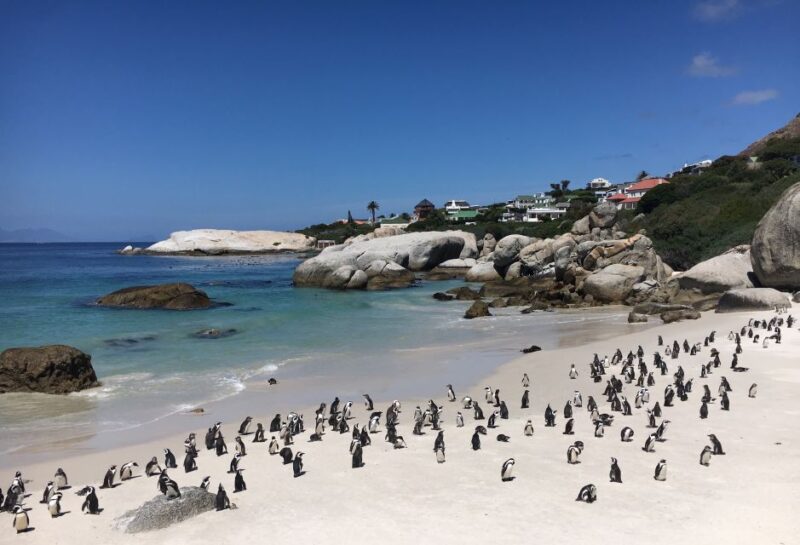 Cape Town, Pvt Tour: Cape Point, Penguins, Wine/Beer Tasting - Scenic Route Highlights