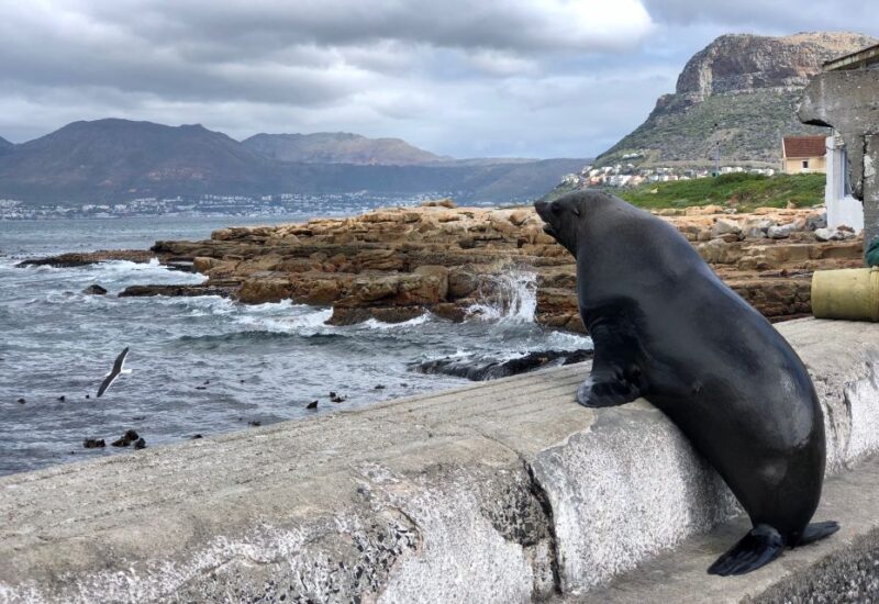 Cape Town, Pvt Tour: Cape Point, Penguins, Wine/Beer Tasting - Inclusions and Fees