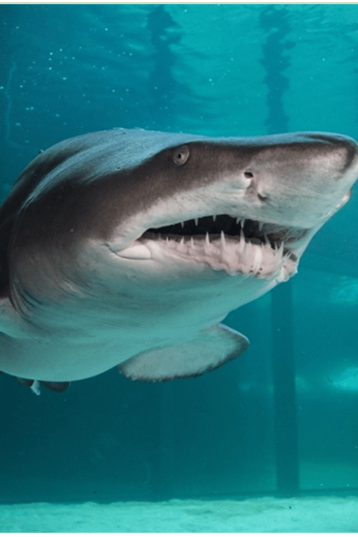 Cape Town: Robben Island and Two Oceans Aquarium Day Tour - Good To Know