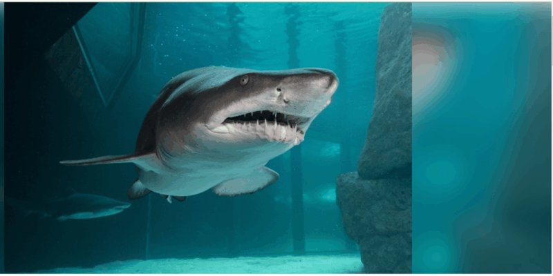 Cape Town: Robben Island and Two Oceans Aquarium Day Tour - Highlights of the Tour