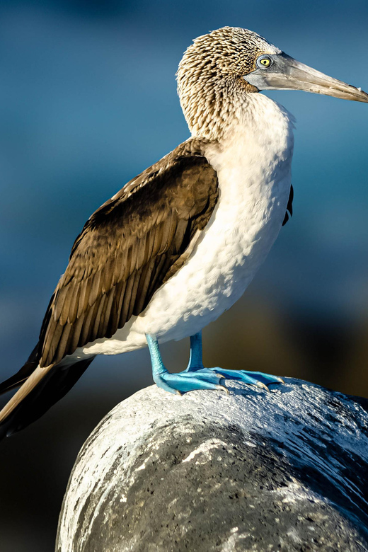 Cape Town: Robben-Island Ferry Tour & Table-Mountain - Visiting Robben Island