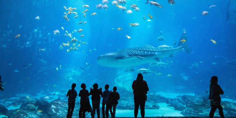 Cape Town: Robben-Island Ferry Tour & Table-Mountain - Discovering V&A Waterfront