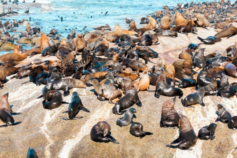 Cape Town: Robben Island Ferry Tour With 1-Way Hotel Pickup - Pickup and Accessibility