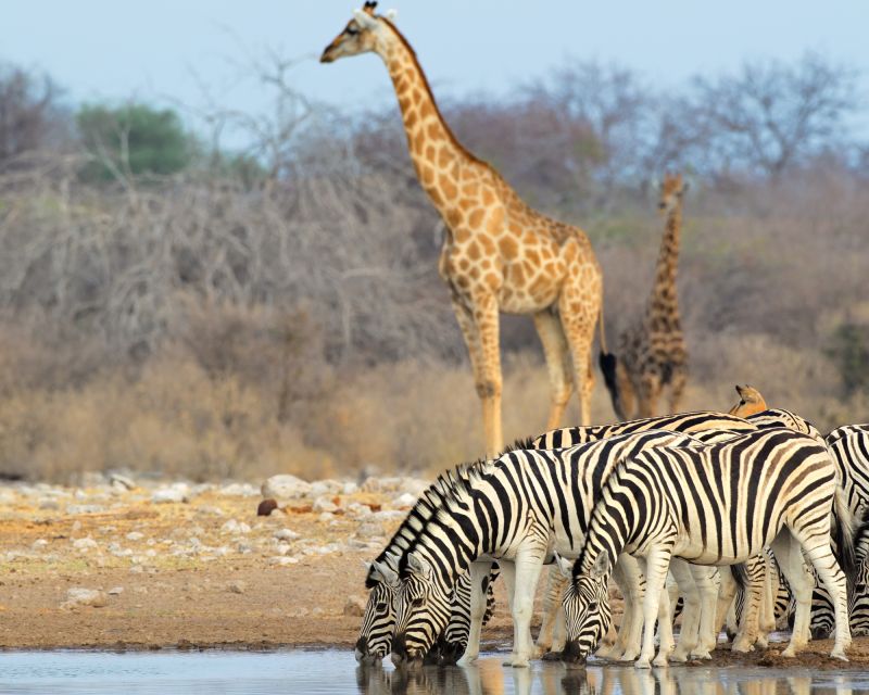 Cape Town Safari & Wine Tasting Tour - Good To Know