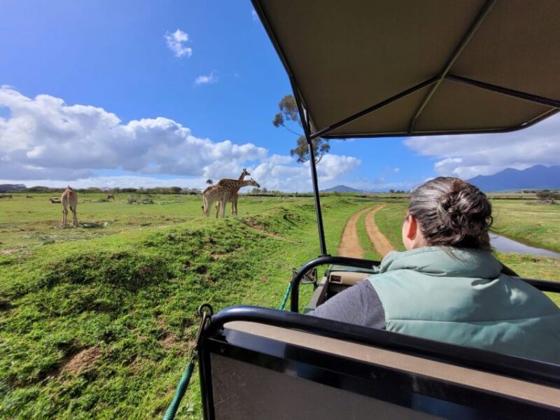 Cape Town Safari & Wine Tasting Tour - Scenic Drive to Stellenbosch