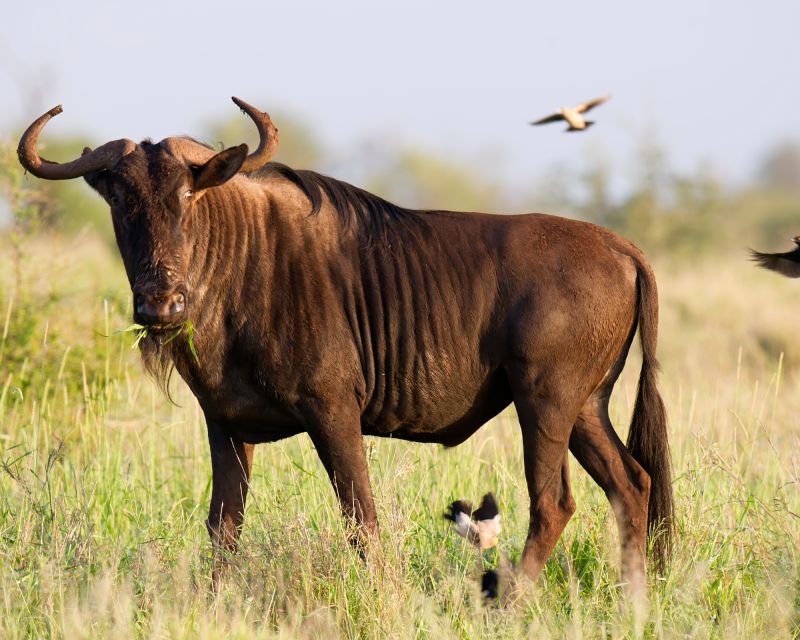 Cape Town Safari & Wine Tasting Tour - Wildlife Viewing in the Safari