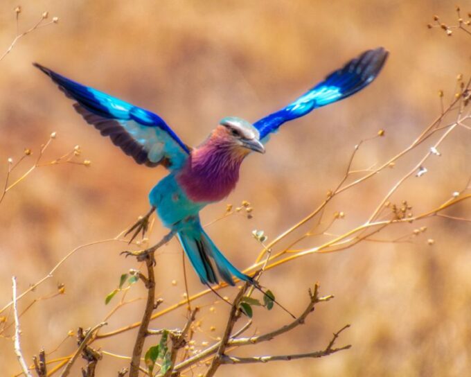 Cape Town Safari & Wine Tasting Tour - Optional Photo Stop