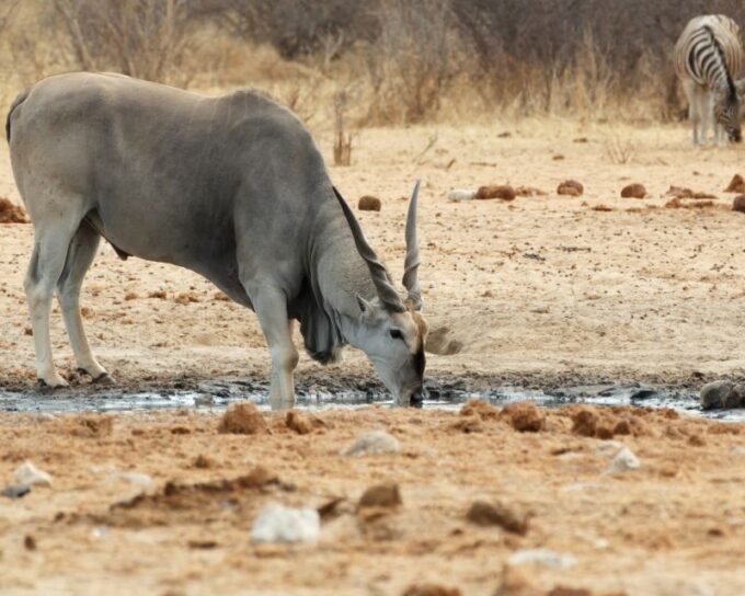 Cape Town Safari & Wine Tasting Tour - Inclusions and Exclusions