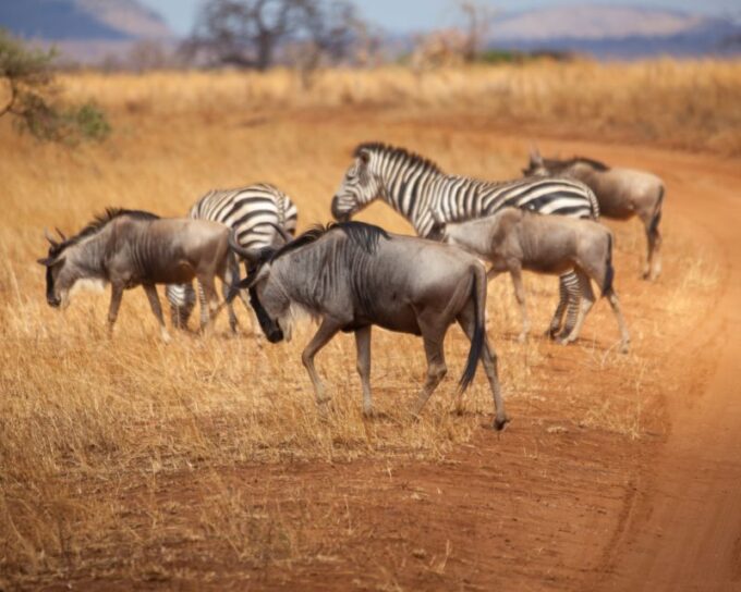 Cape Town Safari & Wine Tasting Tour - Important Tour Information
