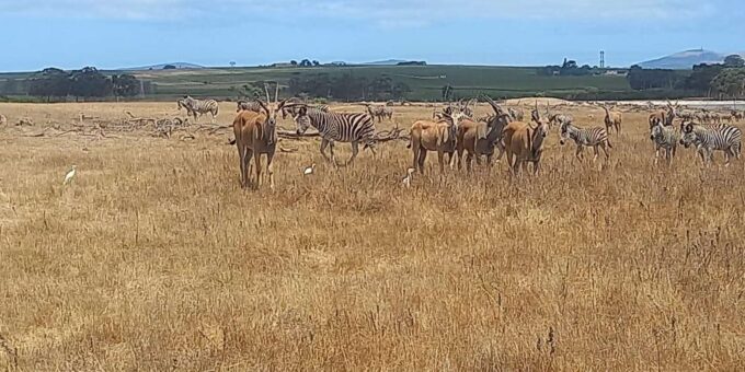 Cape Town: Safari & Winelands Day Tour - Booking and Cancellation Details