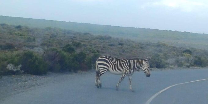 Cape Town: Safari & Winelands Day Tour - The Sum Up