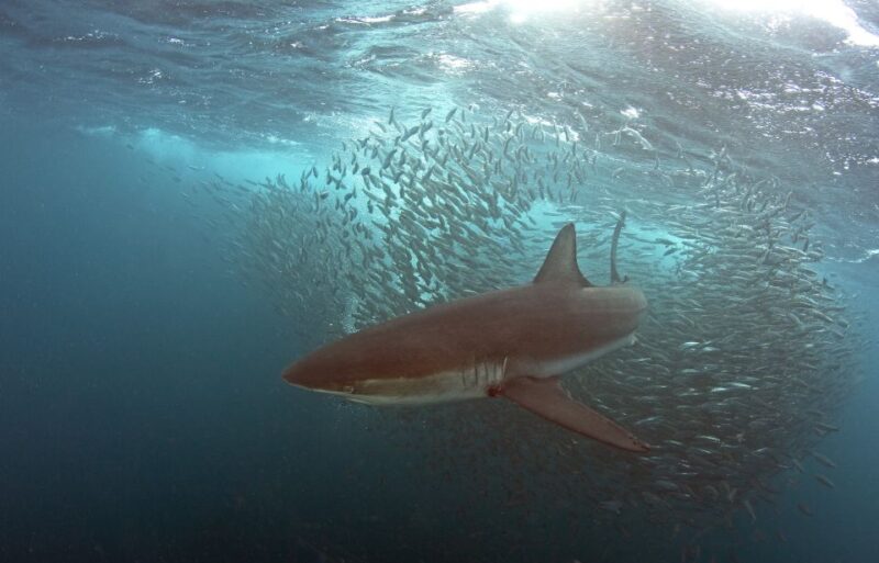 Cape Town: Shark Cage Dive - Shark Cage Diving Adventure