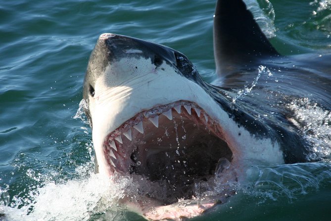 Cape Town: Shark Cage Diving & Penguins Tour to Gansbaai With Private Transfers - Booking Your Adventure