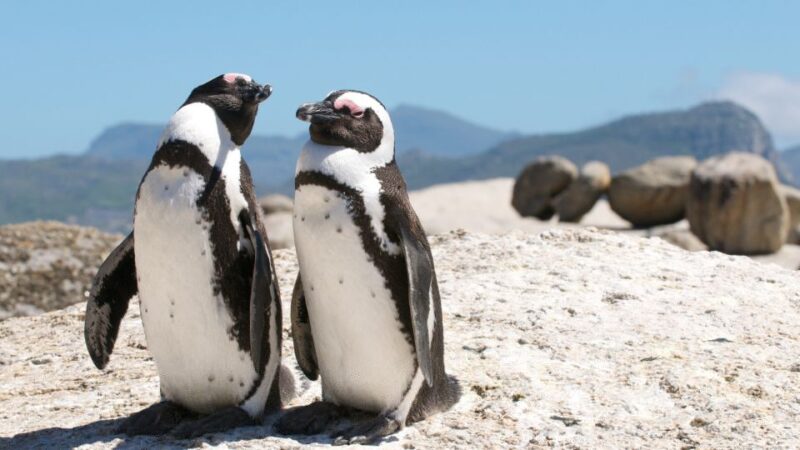 Cape Town Shore Excursion: Table Mountain & Cape Point Tour - Table Mountain Adventure