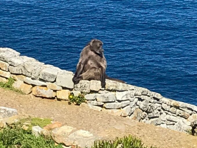 Cape Town: Some Attractions of the Cape (Private Tour) - Exploring Table Mountain