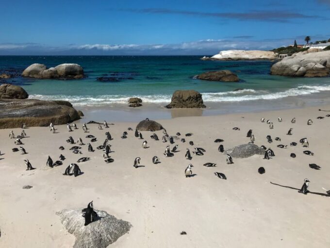 Cape Town: Some Attractions of the Cape (Private Tour) - Adventure at Cape of Good Hope