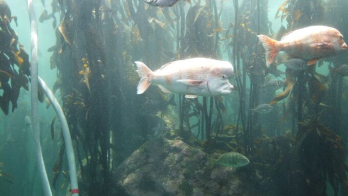 Cape Town: Table Mountain and Robben Island Tour - Tour Highlights and Recommendations