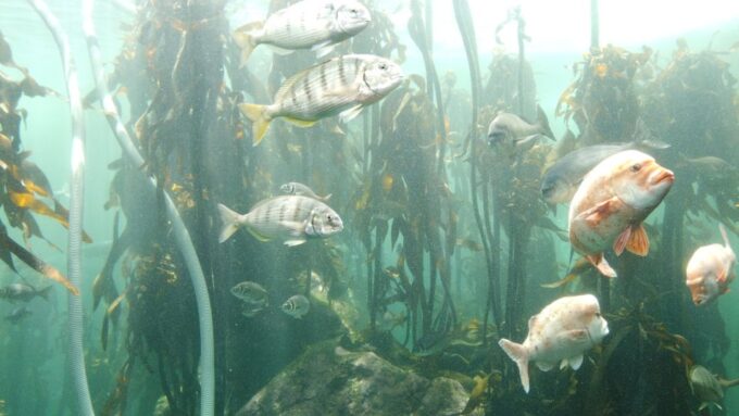 Cape Town: Table Mountain and Robben Island Tour - Frequently Asked Questions