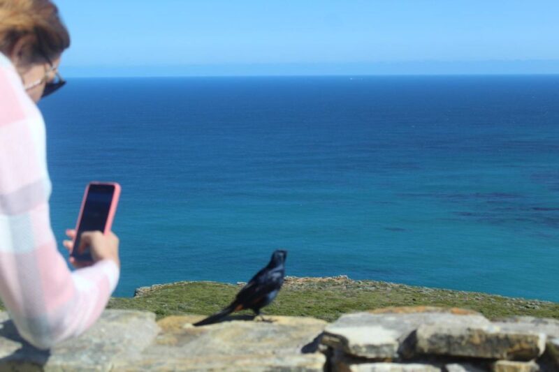 Cape Town : Table Mountain Cape Point Boulders Penguins - Wildlife and Nature Experience