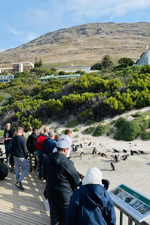 Cape Town: Table Mountain, Cape Point, Penguins Group Tour - Good To Know